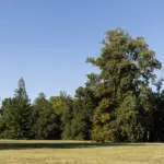 Il gruppo di tigli nel parco di Villa Meli Lupi