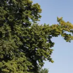 Il gruppo di tigli nel parco di Villa Meli Lupi