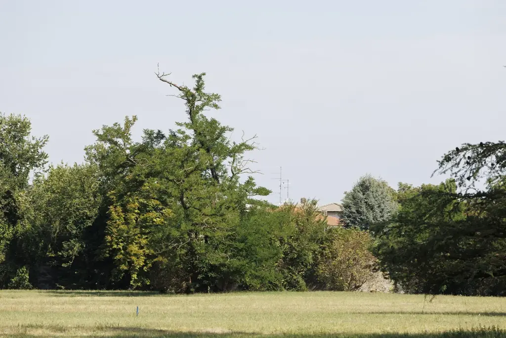 Robinia pseudoacacia