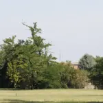 Robinia pseudoacacia