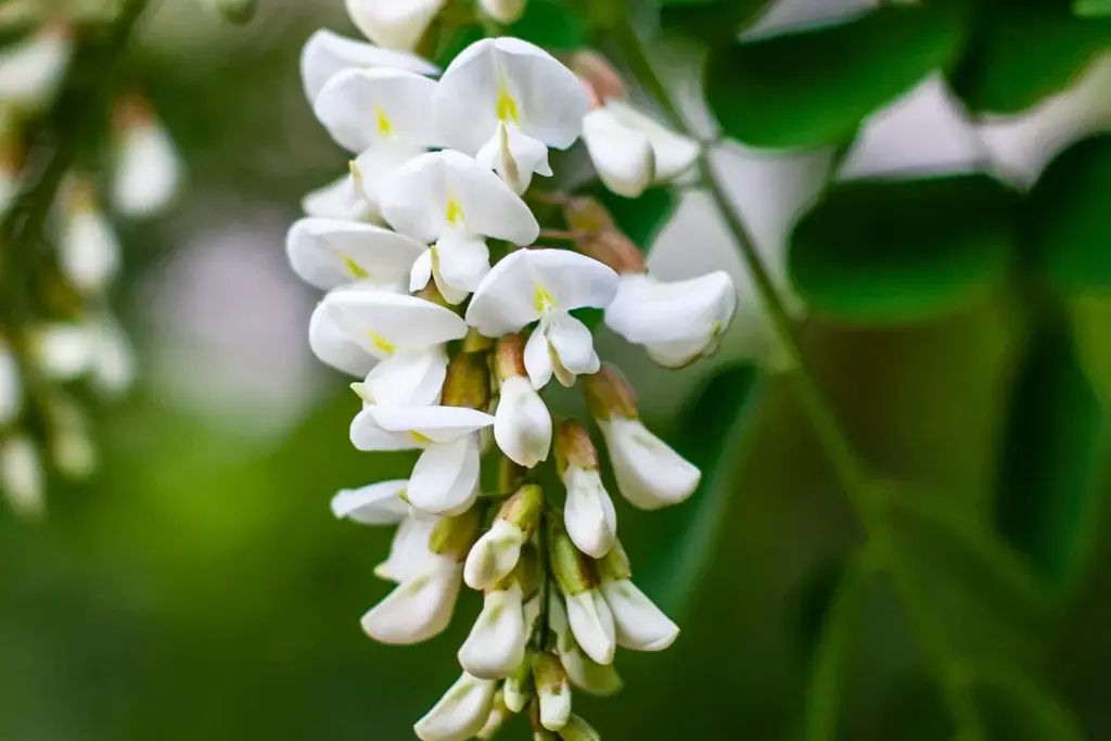 Robinia pseudoacacia