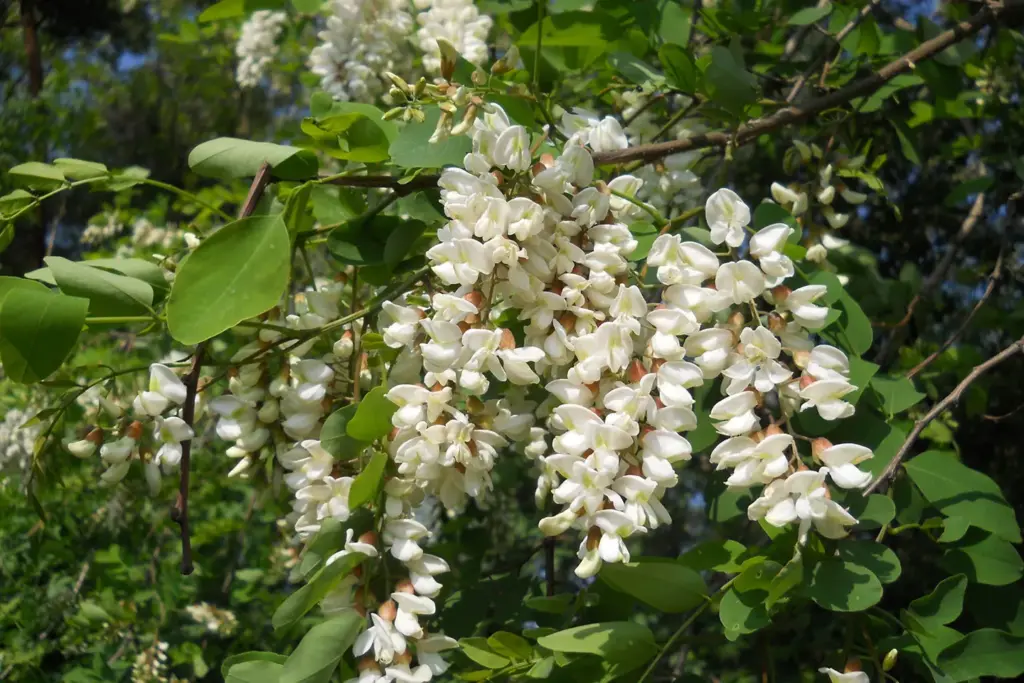Robinia pseudoacacia