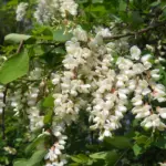 Robinia pseudoacacia